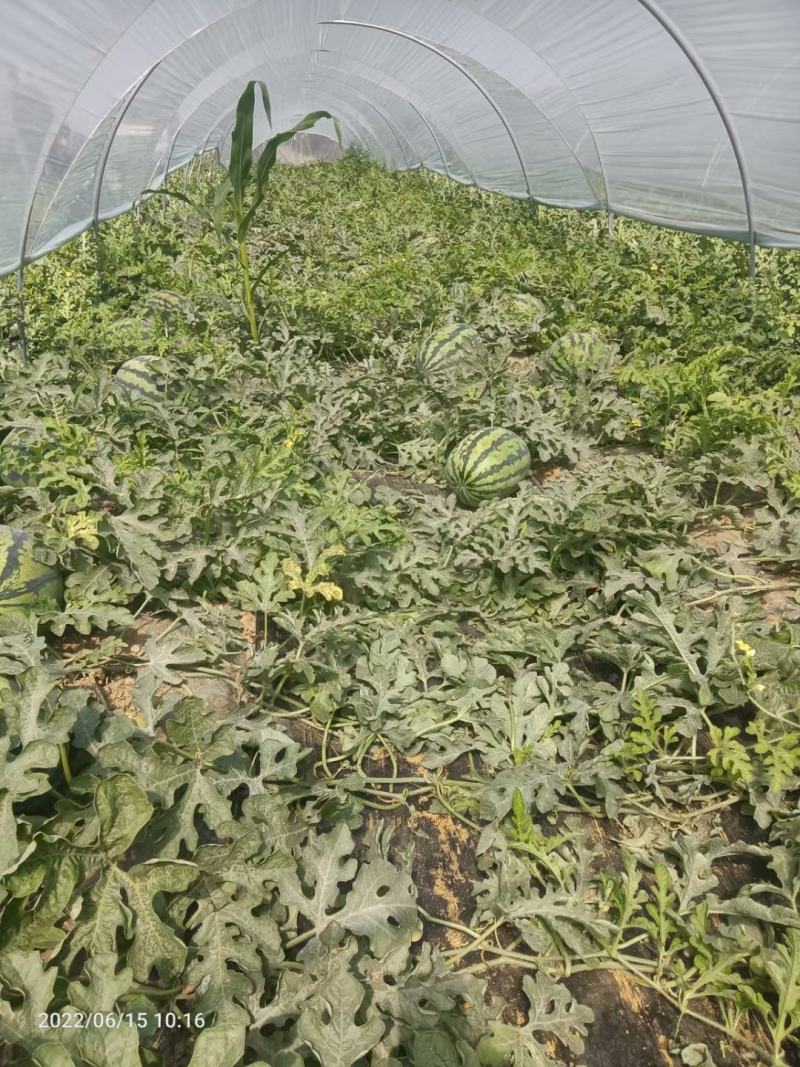 渭南市西瓜大量上市各种品种黑无籽美都保质保量服务三包