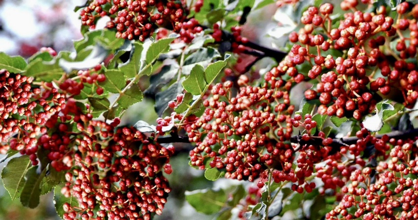 成熟的红椒挂在枝头,阳光透过叶片洒在果实上,呈现出由绿转红的自然过程 红椒在阳光下逐渐变红