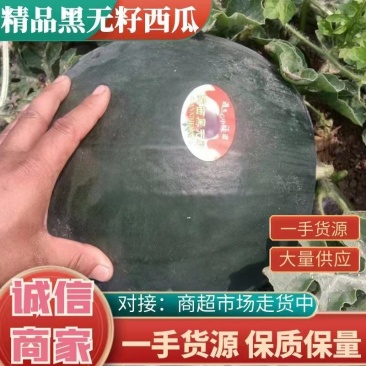 西瓜大量上市各种品种黑无籽美都等欢迎全国客商前来看货订货