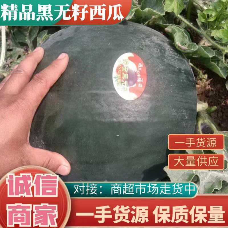 西瓜大量上市各种品种黑无籽美都等欢迎全国客商前来看货订货