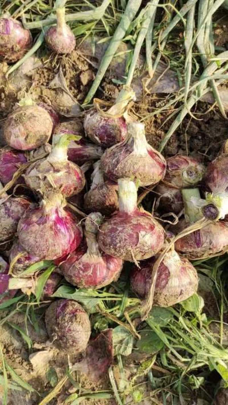 洋葱紫皮洋葱、红皮洋葱8零起步电商食堂市场
