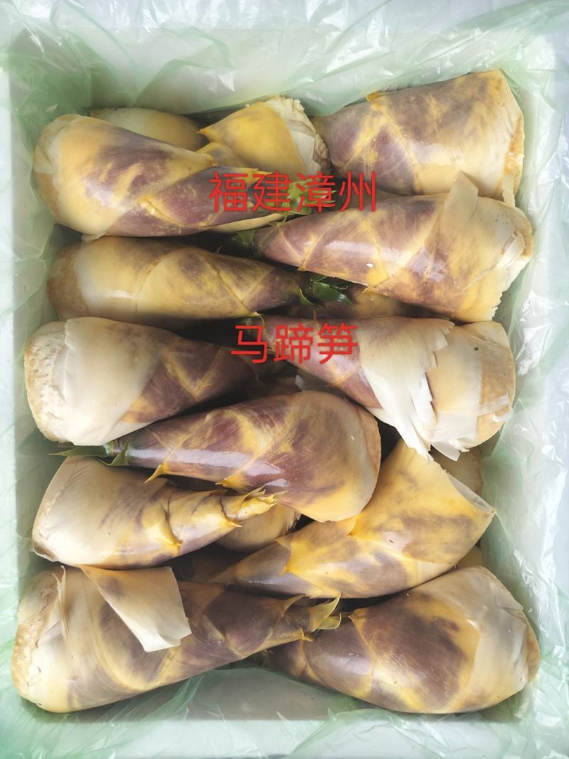 当天现挖马蹄笋