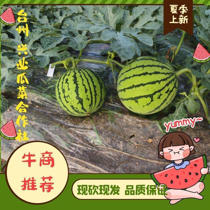 台州黄琅8424西瓜
