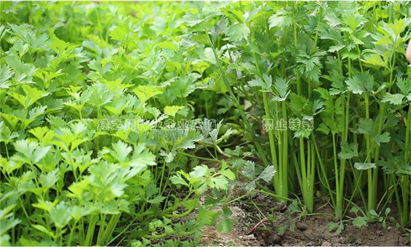 泰皇国白骨黄心芹种子特耐热芹菜种子黄心芹菜种籽夏秋栽培