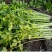 泰皇国白骨黄心芹种子特耐热芹菜种子黄心芹菜种籽夏秋栽培