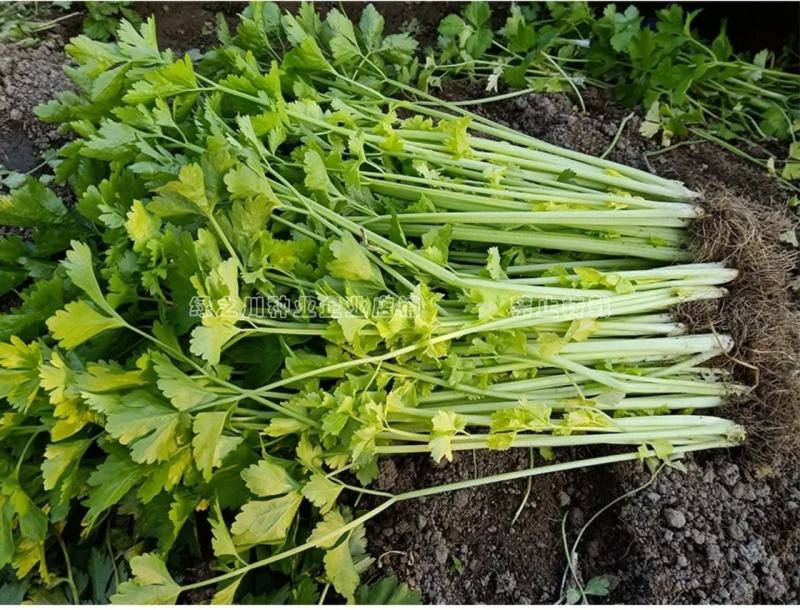 泰皇国白骨黄心芹种子特耐热芹菜种子黄心芹菜种籽夏秋栽培