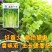 泰皇国白骨黄心芹种子特耐热芹菜种子黄心芹菜种籽夏秋栽培