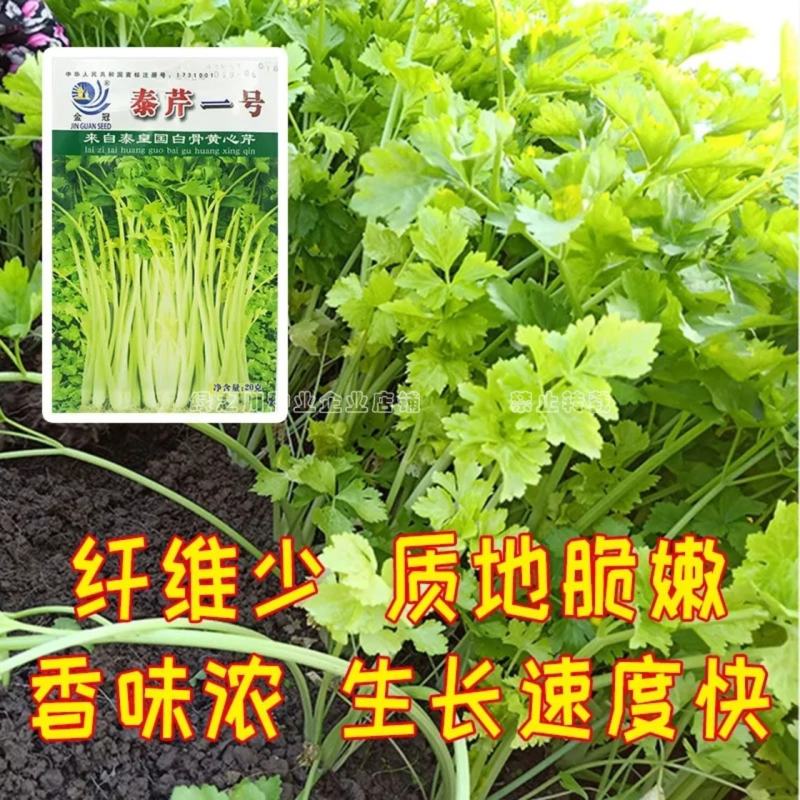 泰皇国白骨黄心芹种子特耐热芹菜种子黄心芹菜种籽夏秋栽培