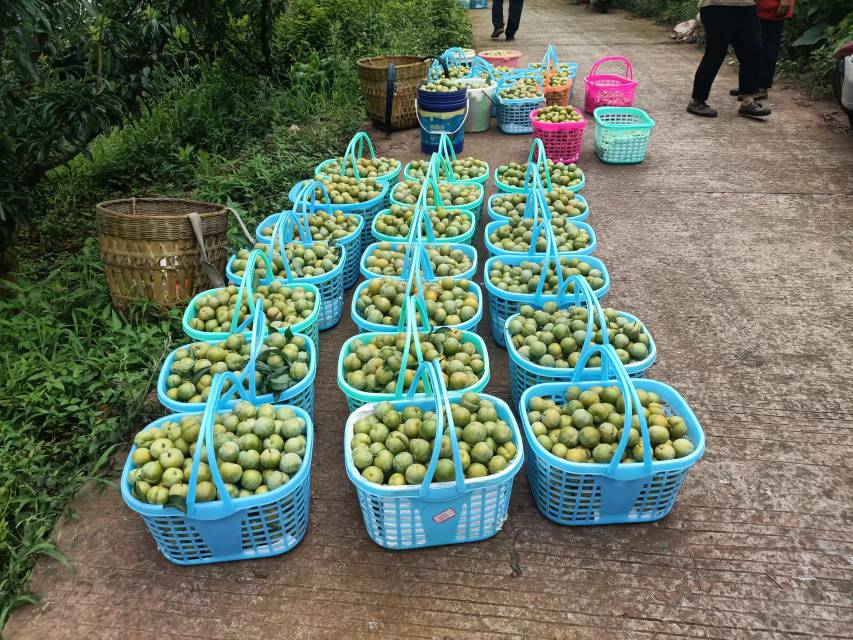 蜂糖李放置在竹编果篮中,背景为田园风光,突出其自然产地属性 蜂糖李在果篮中的摆放示意图