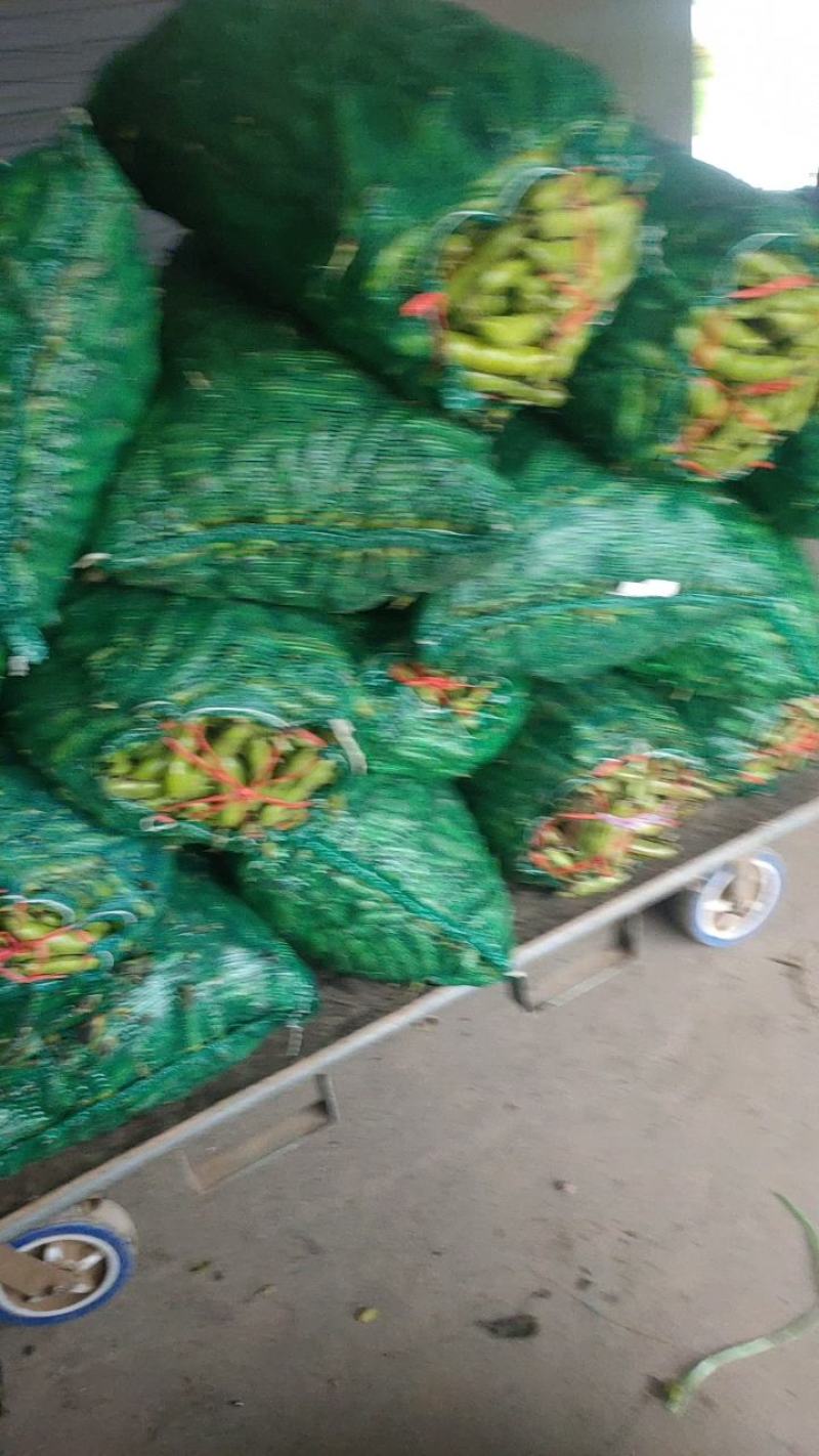 江苏蚕豆大量供应现货量大价格便宜可全国代发
