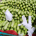 精品绿皮西葫芦已经上市了！一手货源！欢迎来电咨询订购！