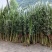 供应艾草【保质保量】端午艾草艾草支持上门看货基地批发