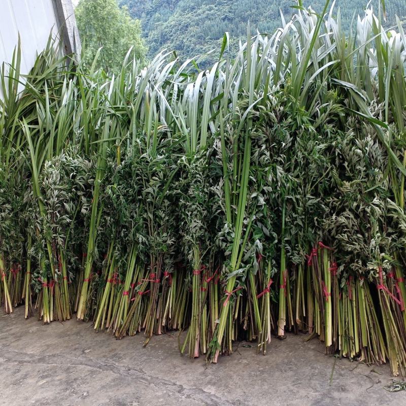供应艾草【保质保量】端午艾草艾草支持上门看货基地批发