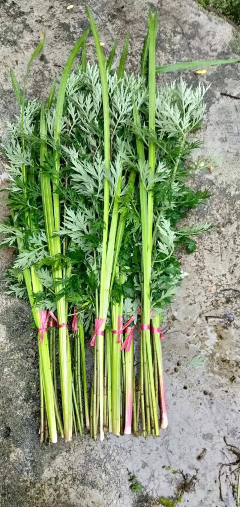 供应艾草【保质保量】端午艾草艾草支持上门看货基地批发