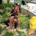 供应艾草【保质保量】端午艾草艾草支持上门看货基地批发