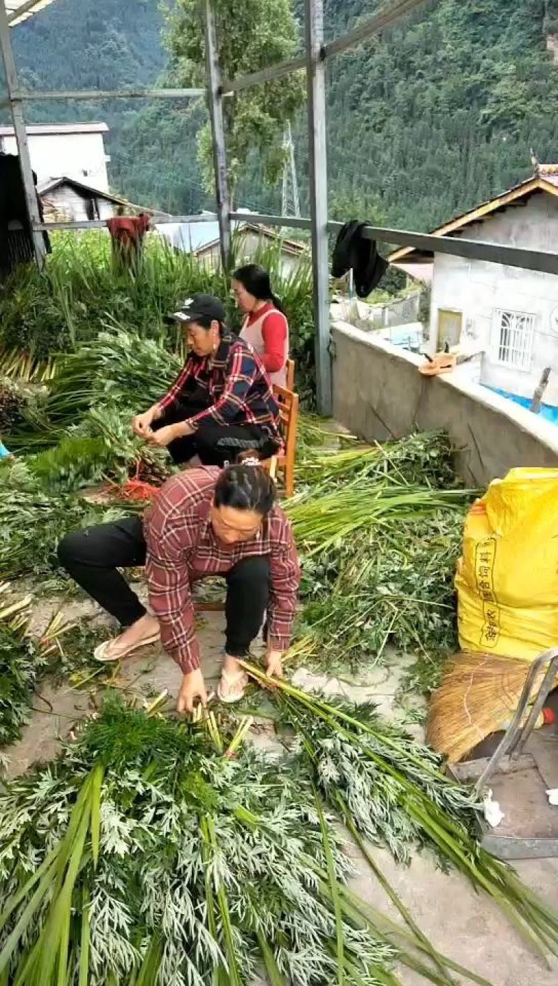 供应艾草【保质保量】端午艾草艾草支持上门看货基地批发