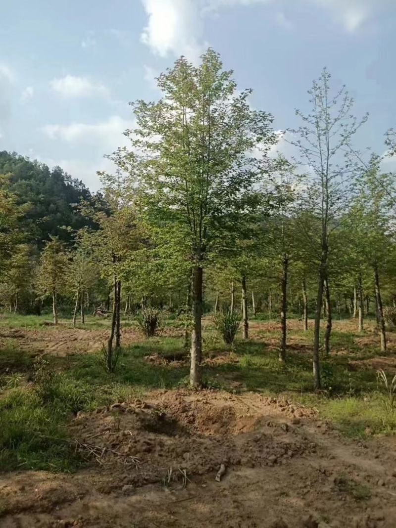 江西枫香苗基地直发量大从优成活率高欢迎来电可视频看货