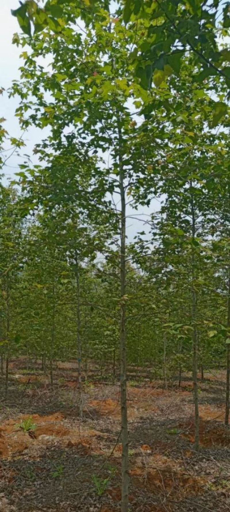 江西枫香苗基地直发量大从优成活率高欢迎来电可视频看货