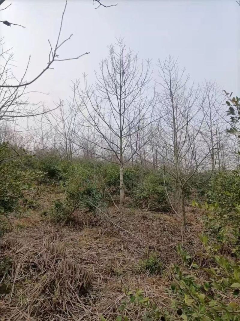 江西枫香苗基地直发量大从优成活率高欢迎来电可视频看货