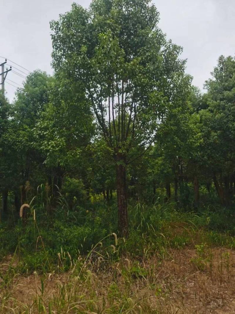 江西香樟基地直发量大从优成活率高欢迎来电可视频看货！