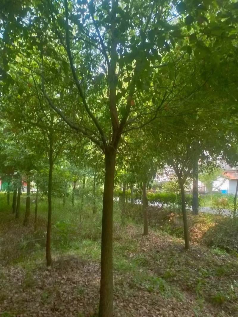 江西香樟基地直发量大从优成活率高欢迎来电可视频看货！