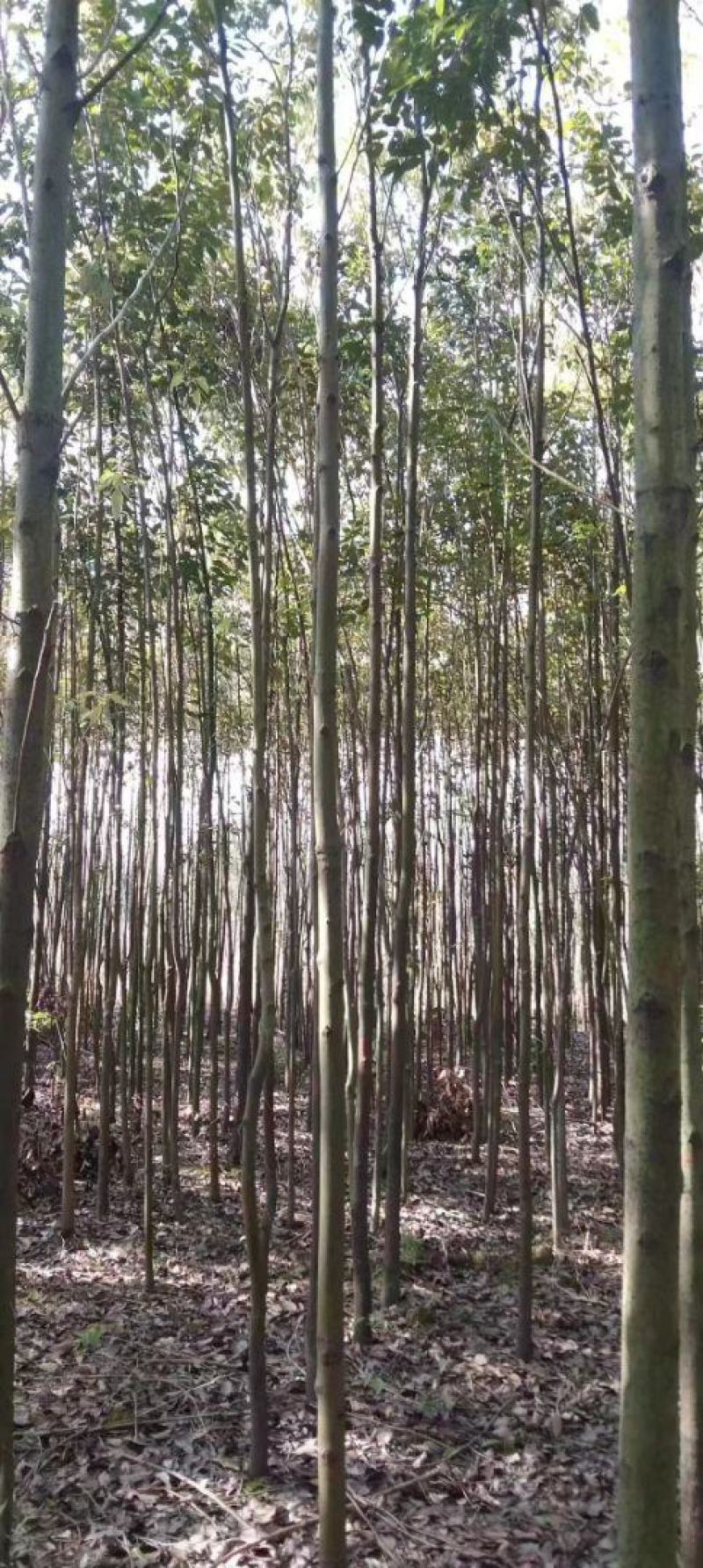 江西香樟基地直发量大从优成活率高欢迎来电可视频看货！