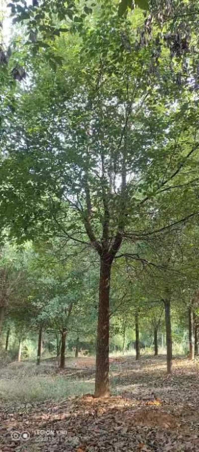 江西香樟基地直发量大从优成活率高欢迎来电可视频看货！