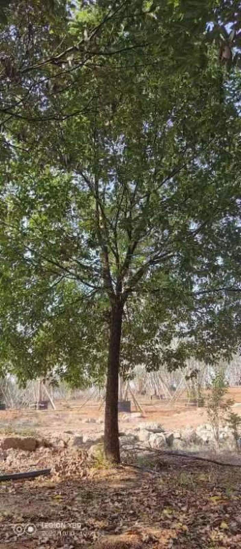 江西香樟基地直发量大从优成活率高欢迎来电可视频看货！