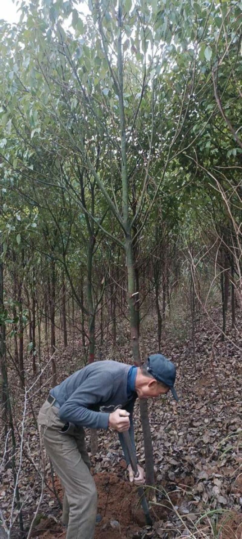江西香樟基地直发量大从优成活率高欢迎来电可视频看货！