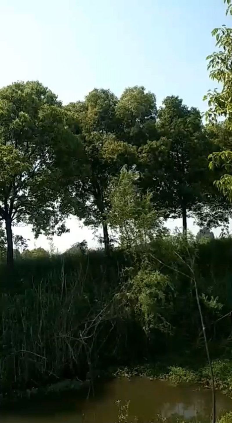 江西香樟基地直发量大从优成活率高欢迎来电可视频看货！