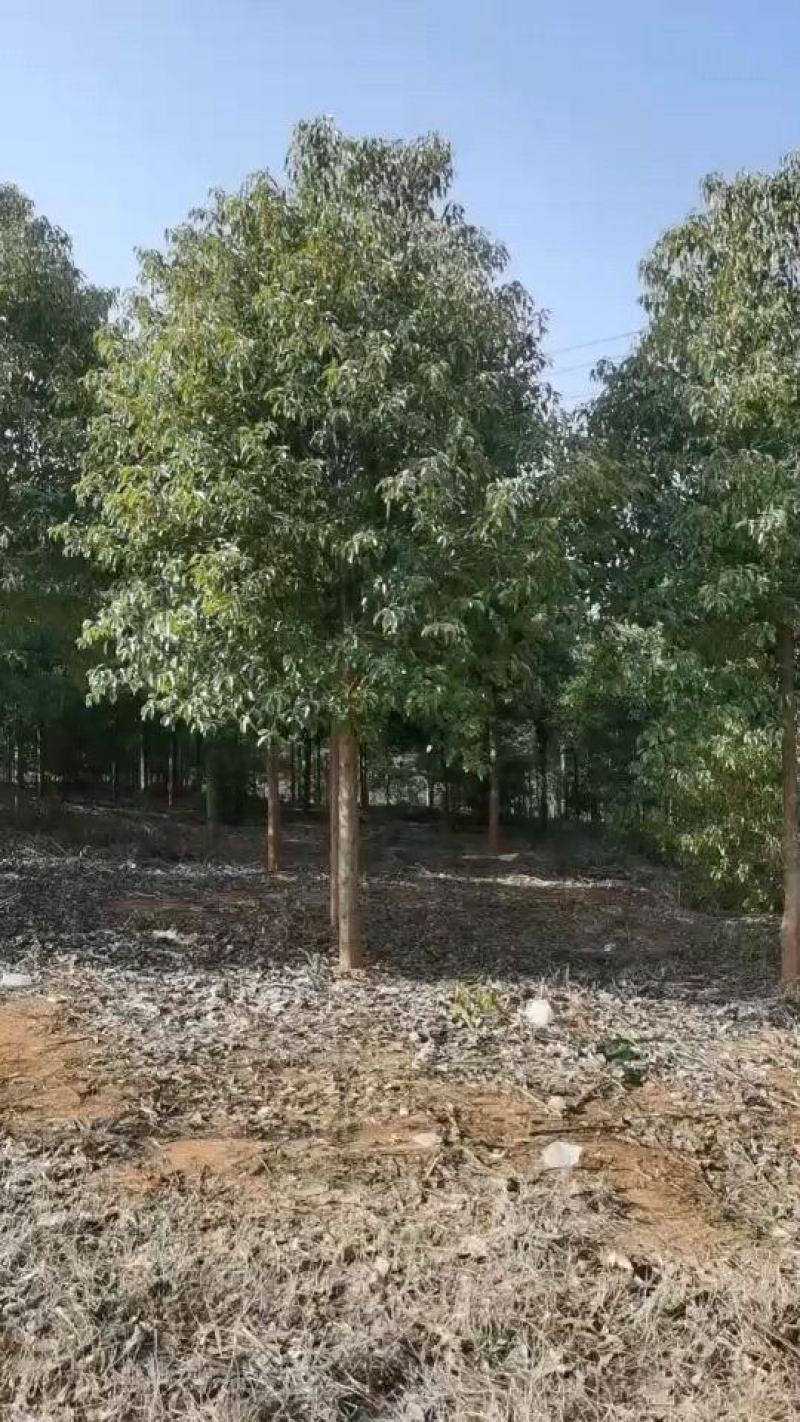 江西香樟基地直发量大从优成活率高欢迎来电可视频看货！