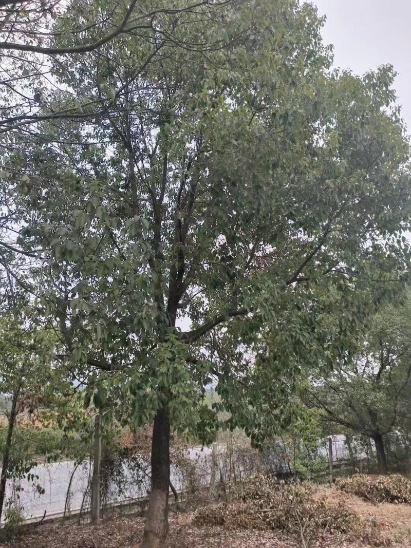 江西香樟基地直发量大从优成活率高欢迎来电可视频看货！