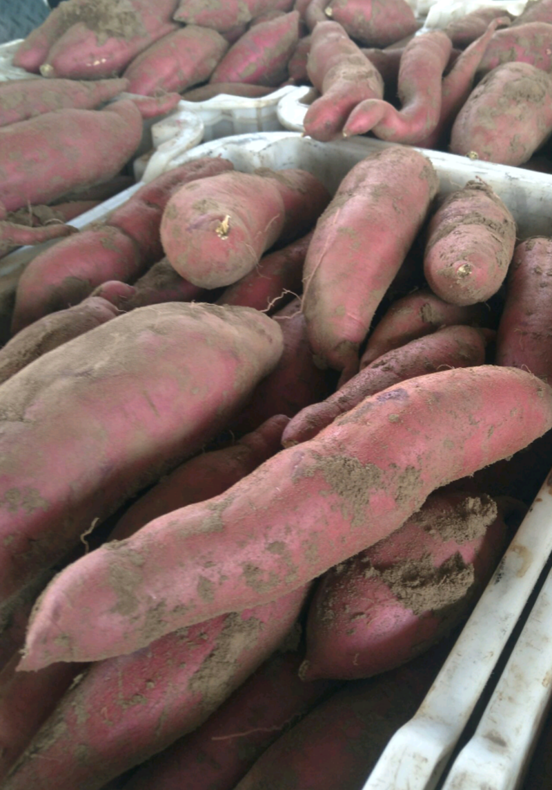 西瓜红红薯大量上市。一手货源诚信经营，量大从优