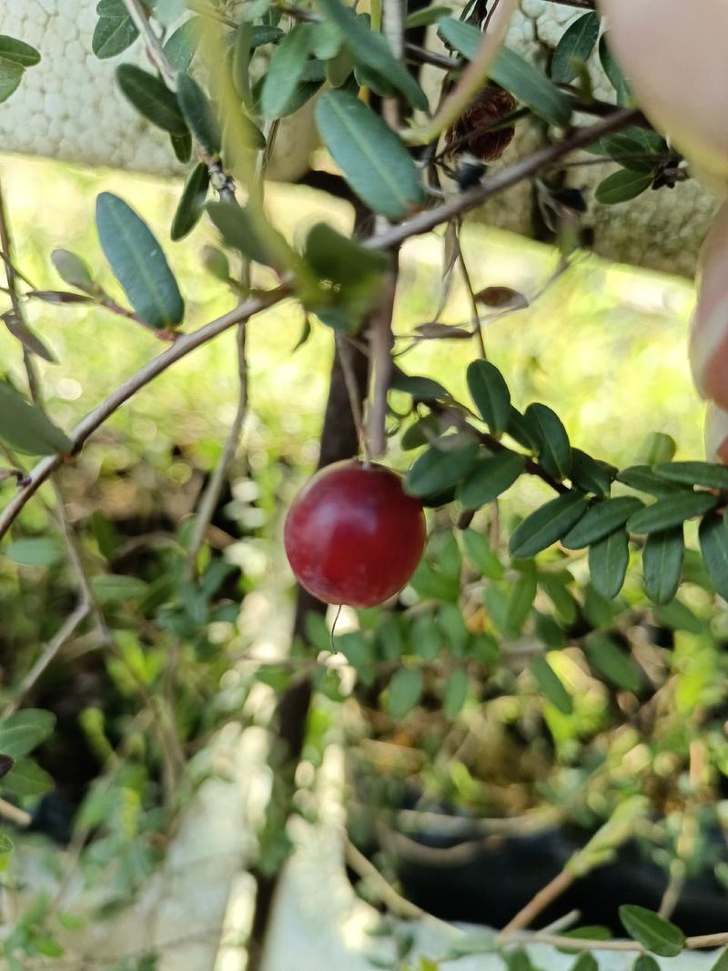 蔓越莓苗纯正北美带气囊的组培蔓越莓苗，大果蔓越莓苗