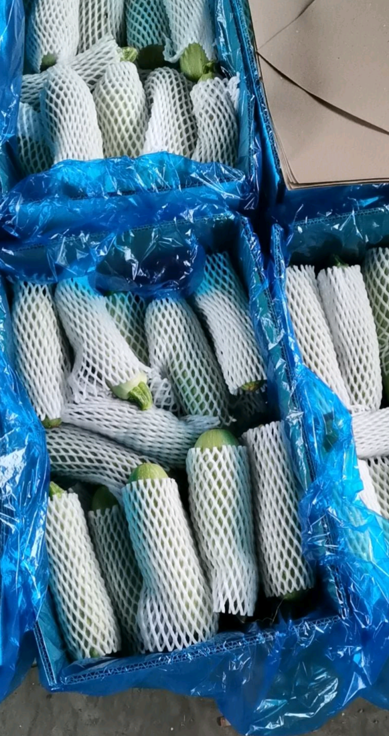 西葫芦，产地直销，一手货源，需要的电联洽谈合作
