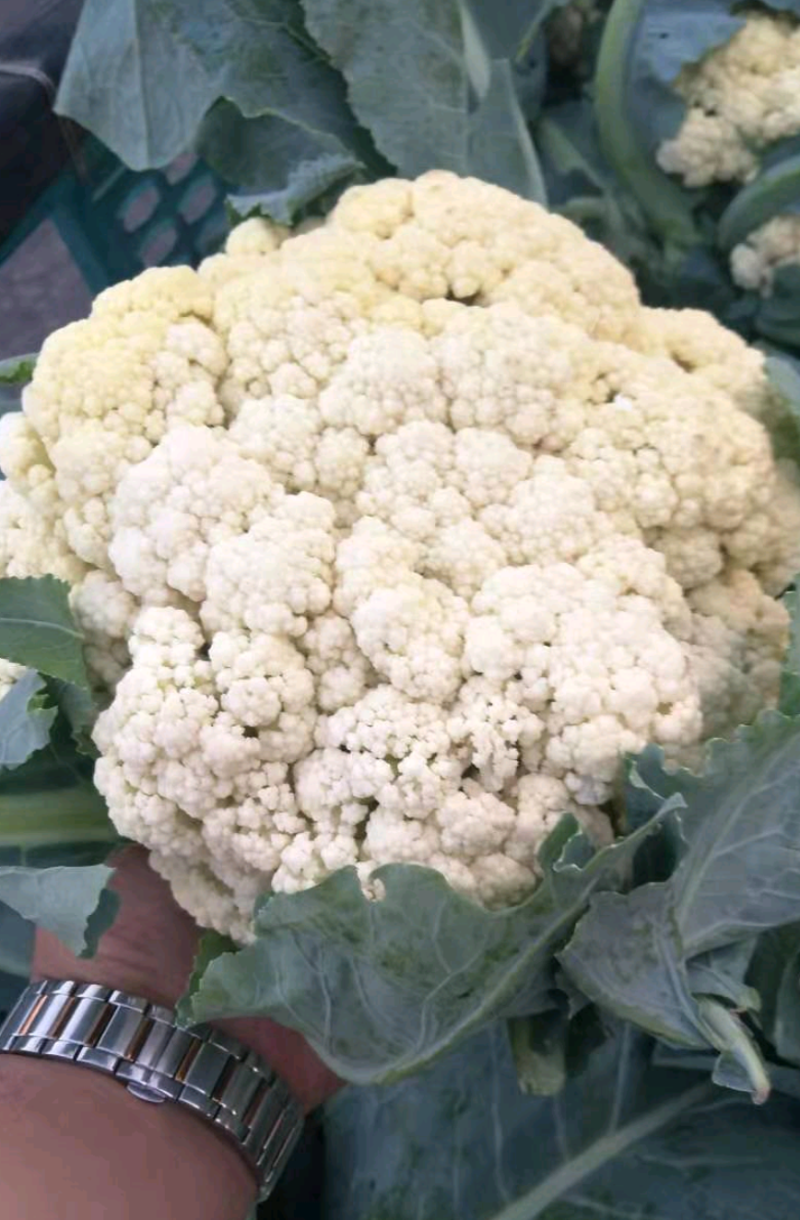 菜花一手货源，产地直销，诚信经营，欢迎采购电话联系