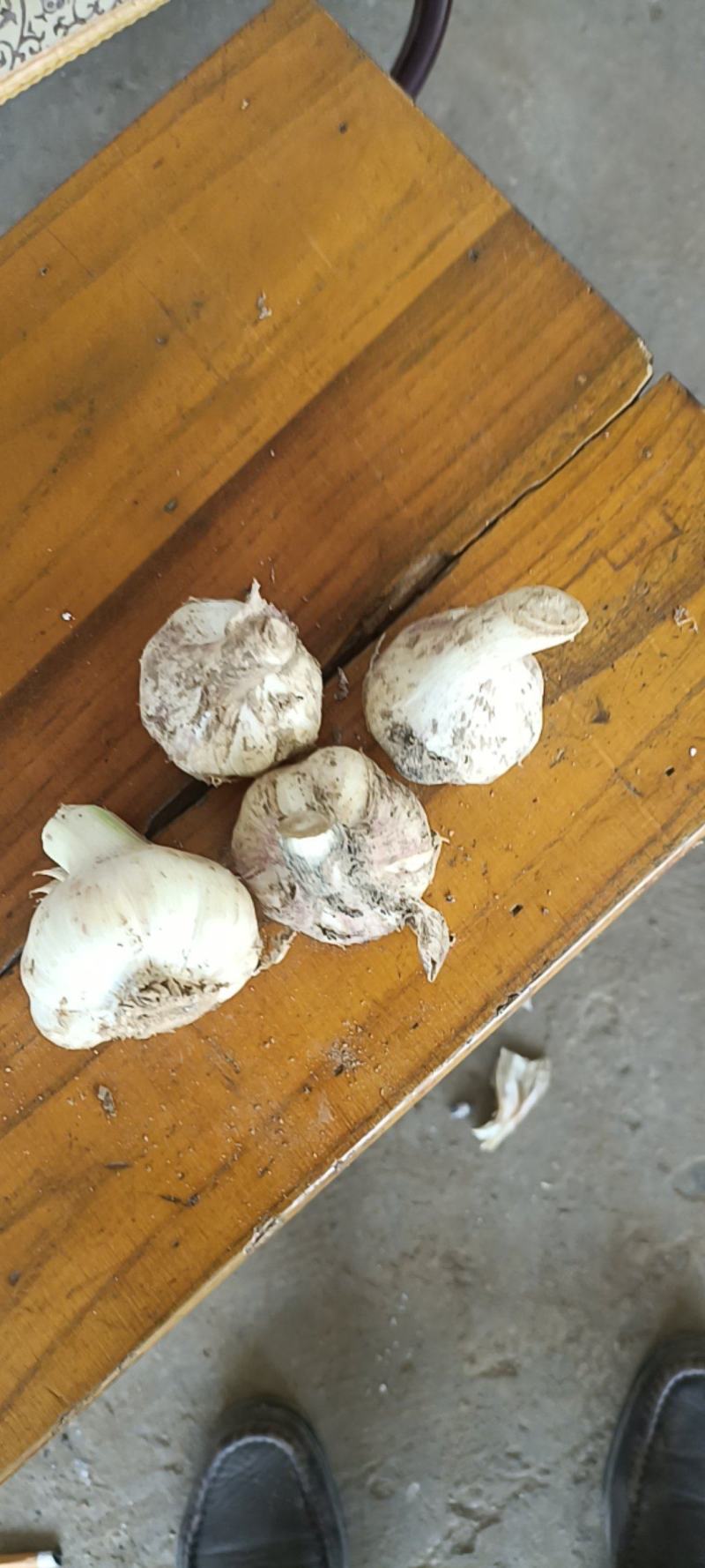 江苏射阳白皮鲜蒜头以上市