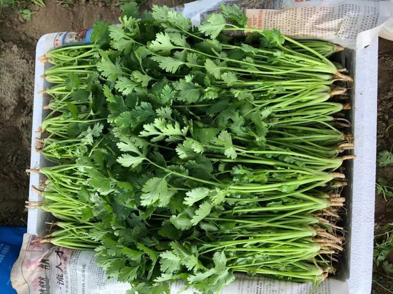 精品冷棚香菜大量上市产地直销实力代收欢迎致电咨询