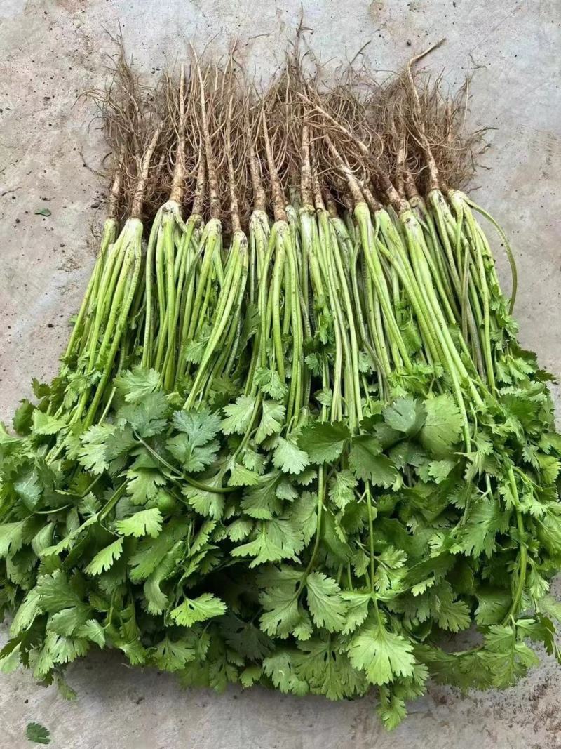 精品冷棚香菜大量上市产地直销实力代收欢迎致电咨询