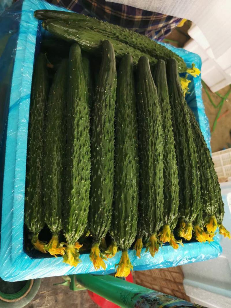 内蒙古精品大花黄瓜大量上市产地直销，实力代收