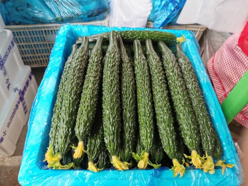内蒙古精品大花黄瓜大量上市产地直销，实力代收