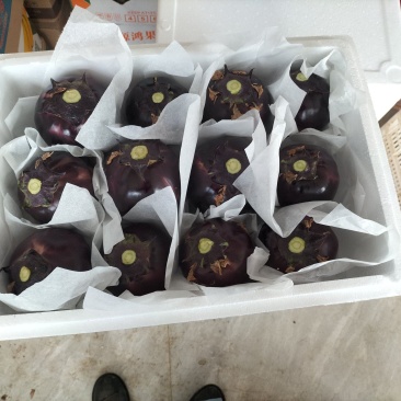 内蒙古精品圆茄大量上市产地直销实力代收致电咨询
