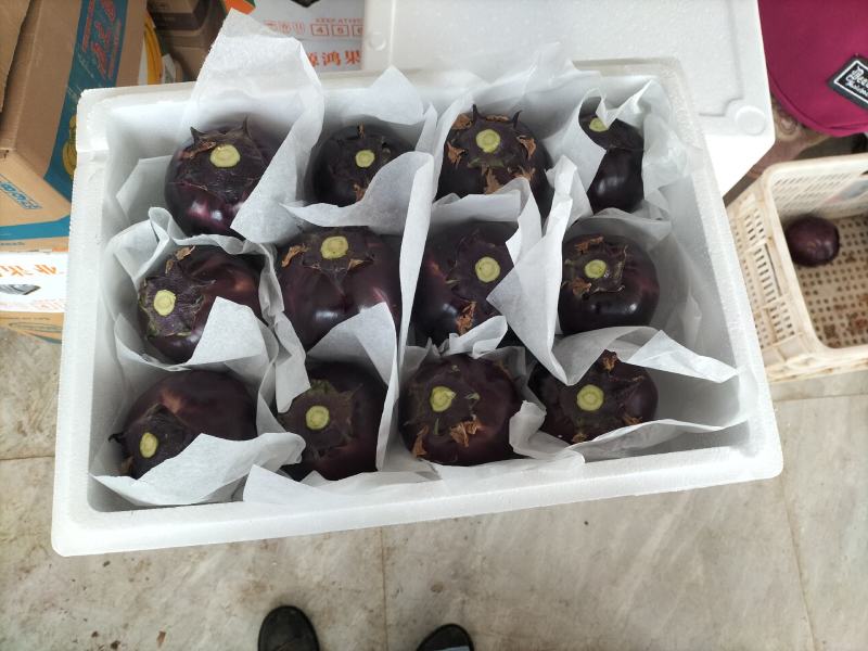 内蒙古精品圆茄大量上市产地直销实力代收致电咨询