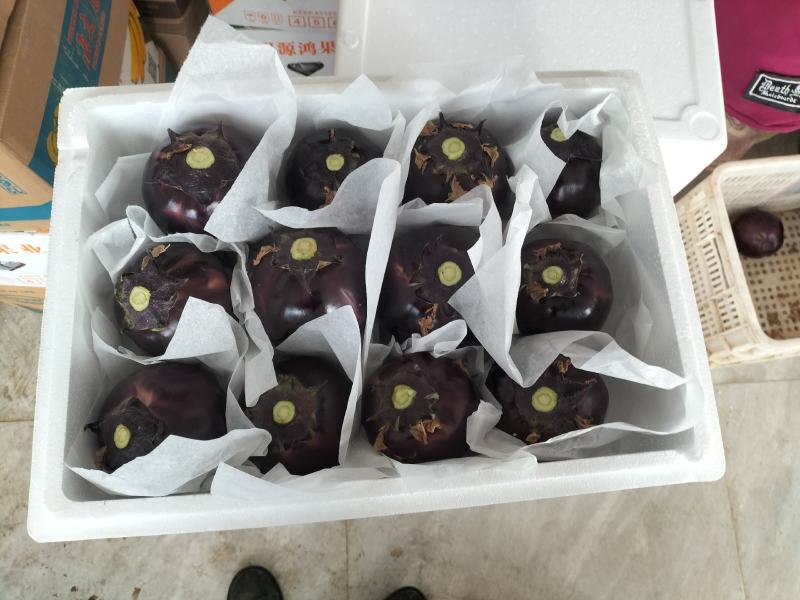 内蒙古精品圆茄大量上市产地直销实力代收致电咨询