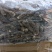【上新】精品羊肚菌净重500g