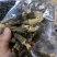 【上新】精品羊肚菌净重500g