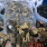 【上新】精品羊肚菌净重500g