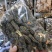 【上新】精品羊肚菌净重500g