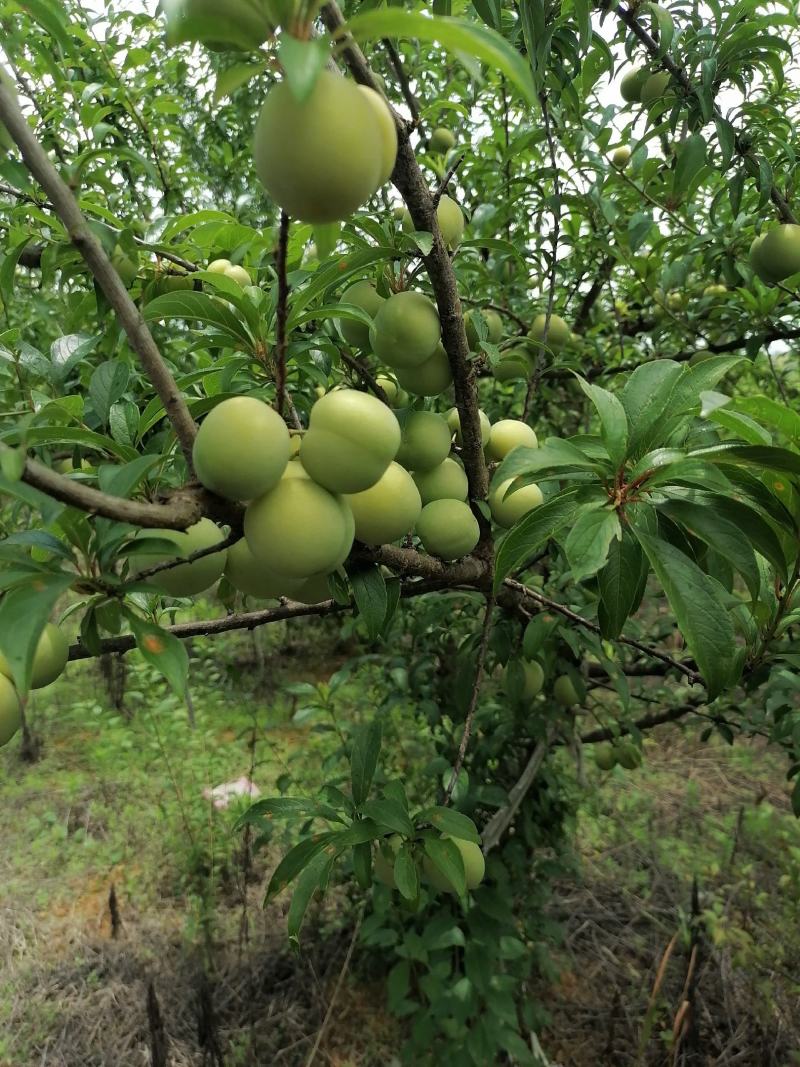 贵州青脆李、蜂糖李、四月李，大量上市产地直供量大无忧