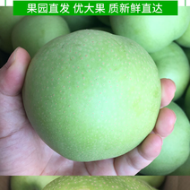 冠县绿宝石梨大量供应，一手货源，产地直发